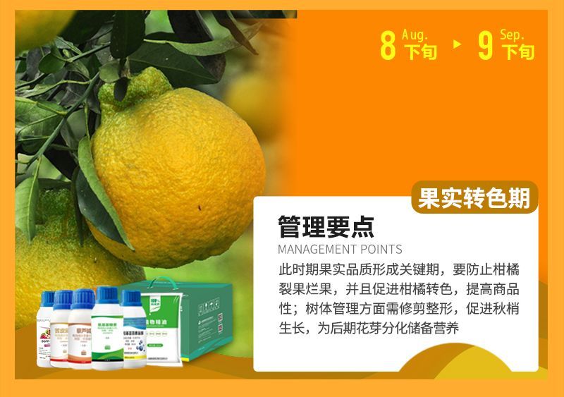 此時期果實品質(zhì)形成關(guān)鍵期，要防止柑橘裂果爛果，并且促進柑橘轉(zhuǎn)色，提高商品性;樹體管理方面需修剪整形，促進秋梢生長，為后期花芽分化儲備營養(yǎng)