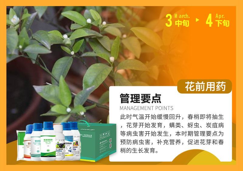 此時氣溫開始緩慢回升，春梢即將抽生花芽開始發育，蠕類、蚜蟲、炭疽病等病蟲害開始發生，本時期管理要點為預防病蟲害，補充營養，促進花芽和春梢的生長發育。