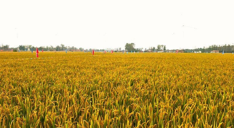 綠色提單產就用冠菌素 開辟糧食抗逆增產新路徑