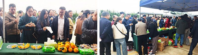 新朝陽生物技術(shù)助力綠色防控，推動(dòng)柑橘產(chǎn)業(yè)綠色高質(zhì)量發(fā)展