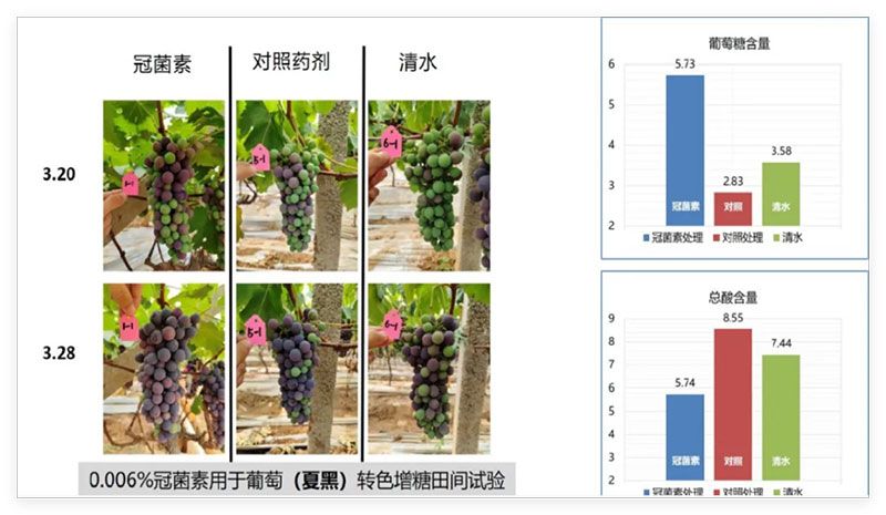 成都新朝陽(yáng)COR冠菌素入選“2025中國(guó)農(nóng)業(yè)重大新產(chǎn)品”